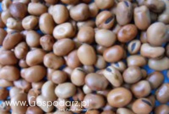 Sprzedam BOBIK (nasiona) - okolice Krakowa.