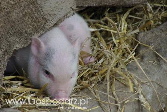 Rząd pracuje nad systemem znakowania jakości wieprzowiny