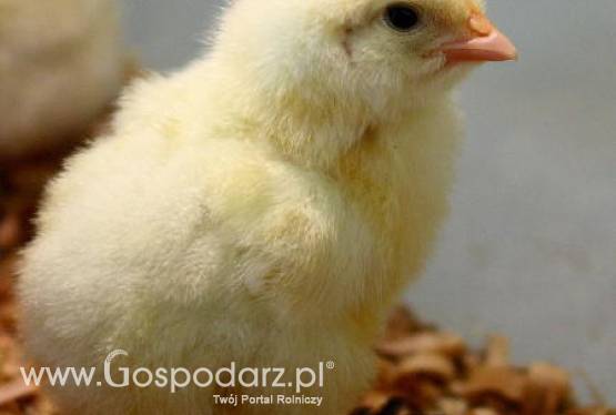 Ptasia grypa zmutowała?