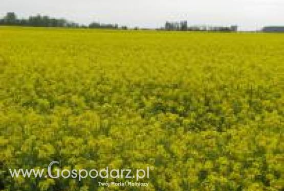 Nawóz organiczno-mineralny azotowy!!!fertigrain foliar