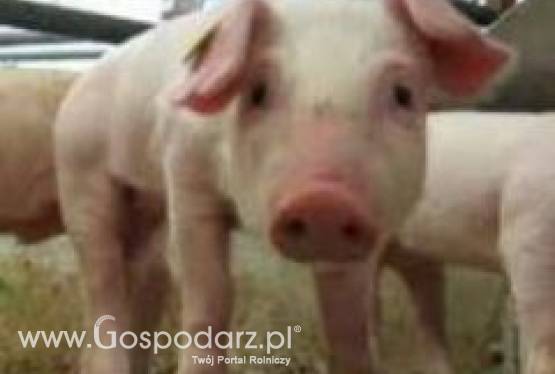 Sprzedam duńskiego warchlaka