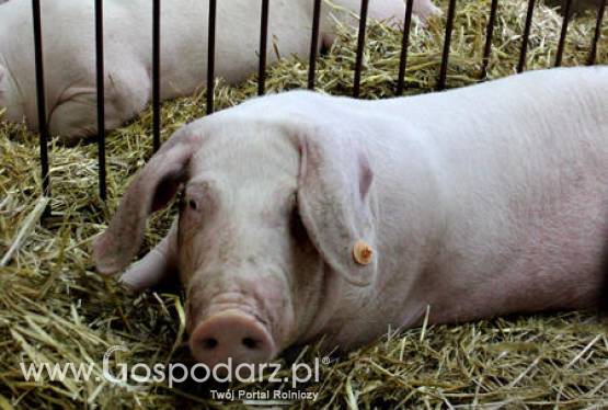 Francja – Spadek produkcji wieprzowiny