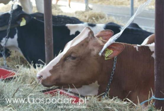 Paragwaj – Odbudowa rynków zbytu wołowiny