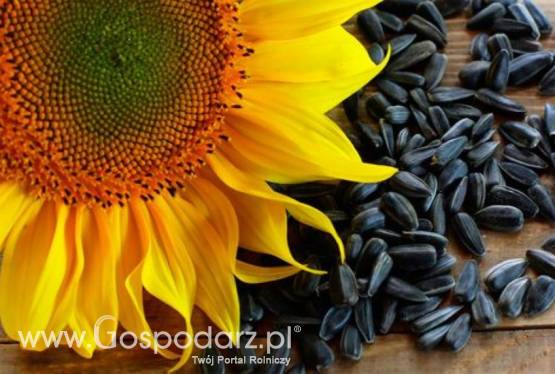 Pellet z łuski słonecznika-Najniższa cena na Rynku