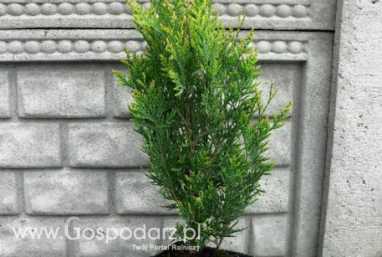 Thuja Plicata Kórnik - żywotnik olbrzymi Kórnik