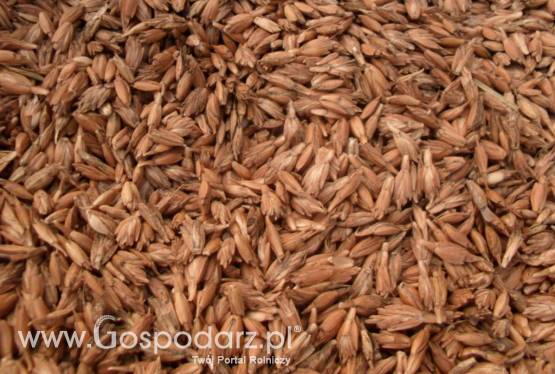 Sprzedam Ziarno Orkiszu z pochodzeniem udokumentowanym, ze zbiorów 2016 - odmiana ,,OSTRO”; . Posiada właściwości lecznicze. Odmiana prymitywna.