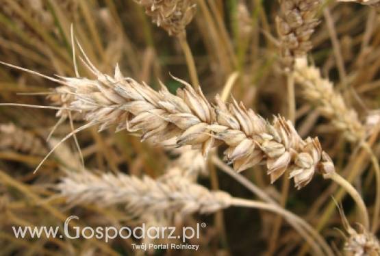 W pszenicy ozimej pojawiają się skrzypionki