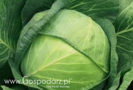 Sprzedam 1 ha kapusty AGRESOR - bardzo dobra do kiszenia