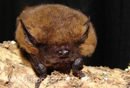 Włochy – Nietoperze będą walczyć z komarami