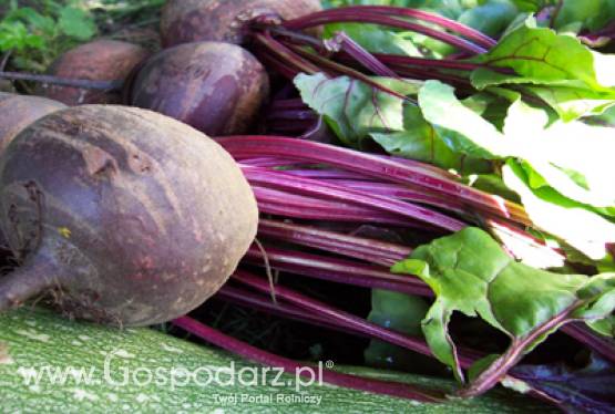 Słowenia - wizyta na Targach AGRA 2011