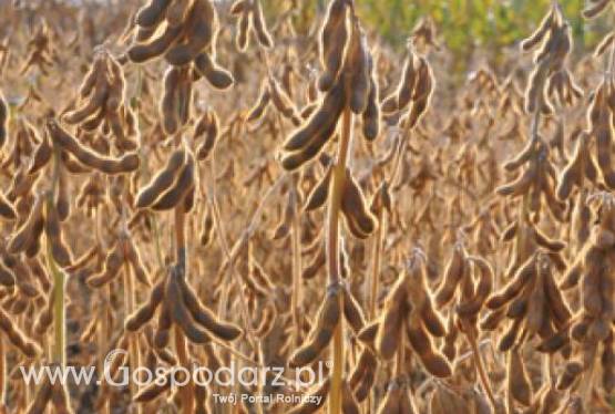 SOJA - MATERIAŁ SIEWNY