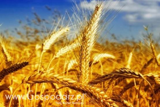 kupię zboże pszenicę pszenżyto żyto jęczmień