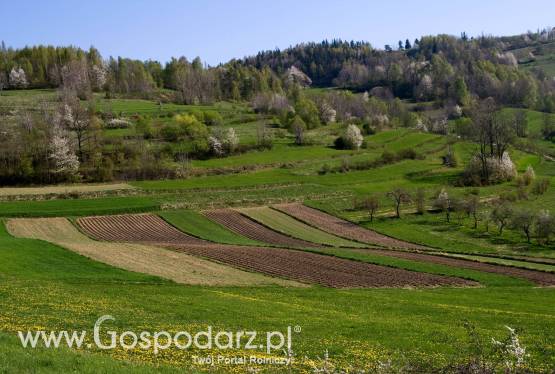 Przyjmę w dzierżawę ziemię rolną