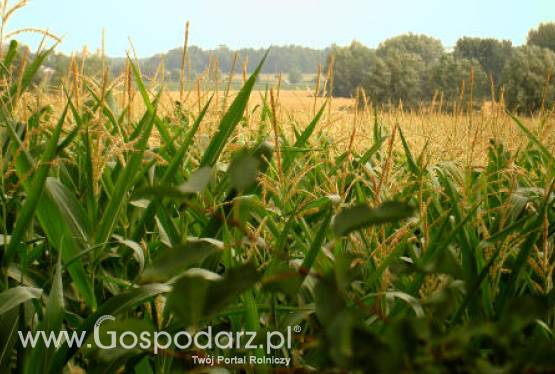 Ceny zbóż i oleistych na giełdach światowych– 10.10.2011
