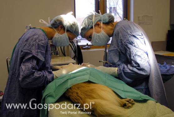 Ministerstwo Rolnictwa nie zdołało porozumieć się z weterynarzami w sprawie stawek za badania