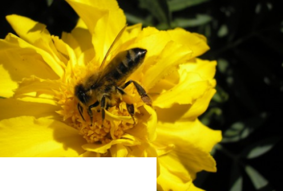 VI Lubelska Konferencja Pszczelarska