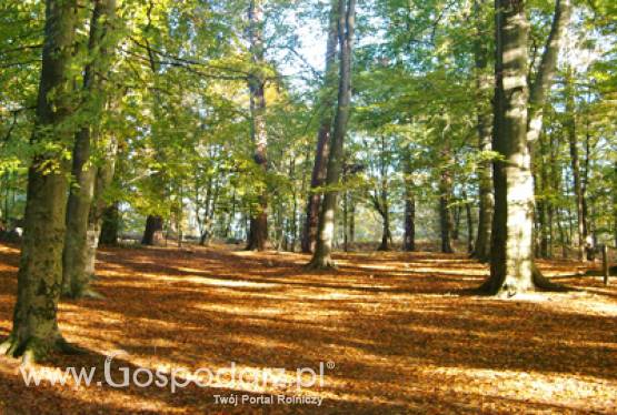 Ostatni dzień ARiMR przyjmuje wnioski od mikroprzedsiębiorców o przyznanie pomocy na tworzenie nowych miejsc pracy na wsi