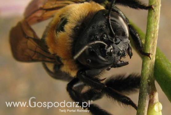Obloty pszczół już się zaczęły