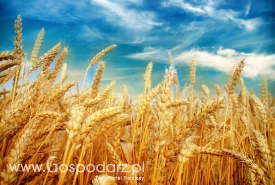 **** KUPIĘ ZBOŻA EKOLOGICZNE ******