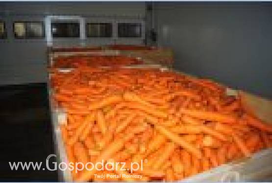 Marchew worek raszel 10 kg!