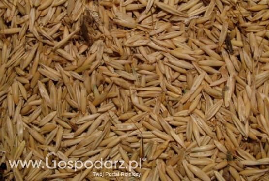 Ukraina – Straty w zbożach ozimych