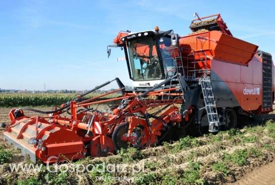 Kombajn do ziemniaków Kwatro DEWULF