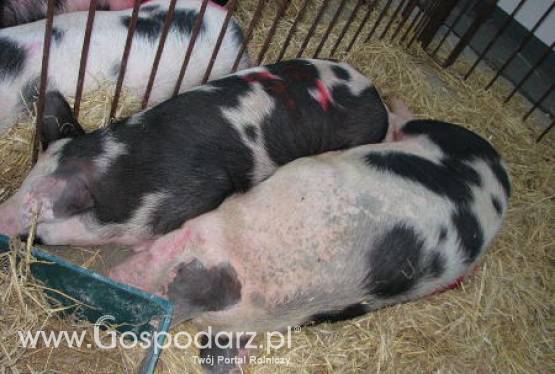 Krajowe ceny zbóż w punktach skupu