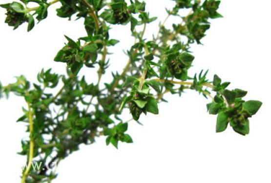 Tymianek (Thymus vulgaris)