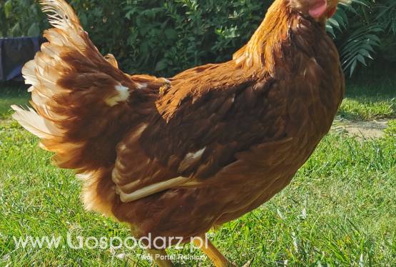 Sprzedam młode kurki nioski, odchowane kury, kokoszki