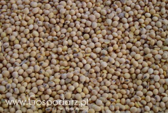 Argentyna – Wzrost powierzchni upraw soi