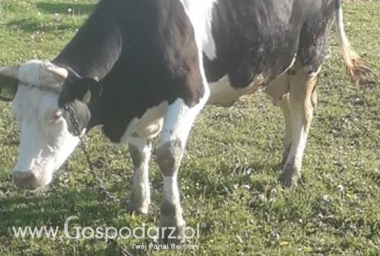 Sprzedam 3 jałówki wysokocielne