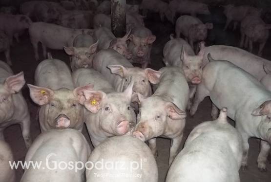 Warchlaki najwyższy status zdrowotny