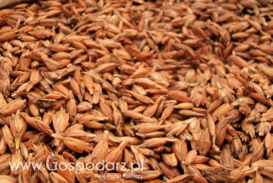 Sprzedam Ziarno Orkiszu w łusce z pochodzeniem udokumentowanym