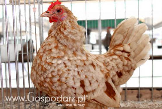 Ceny żywca w krajowych punktach skupu