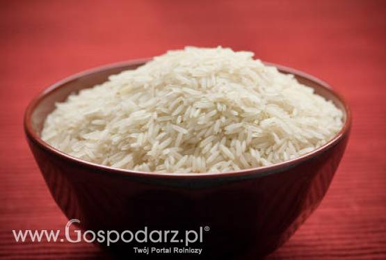 Chiny – Wyhodowano najwydajniejszy ryż na świecie