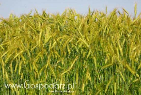 02.04.2012-Zboża-W piątek ceny zbóż wystrzeliły w górę odrabiając kilkudniowe spadki