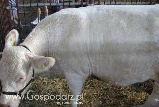 Ceny mięsa na krajowym rynku