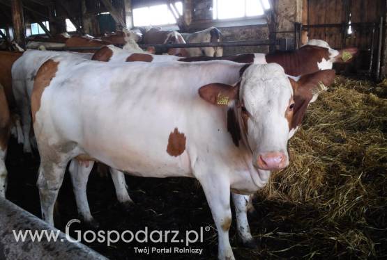 Krowy Jałówki Simental, Mondbeliarde, HF