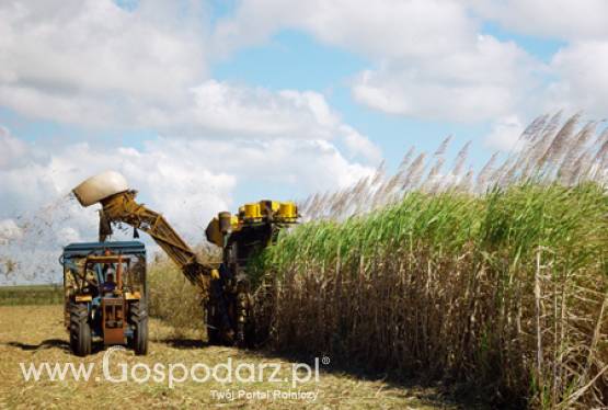 Olej napędowy jednak dla rolnictwa?