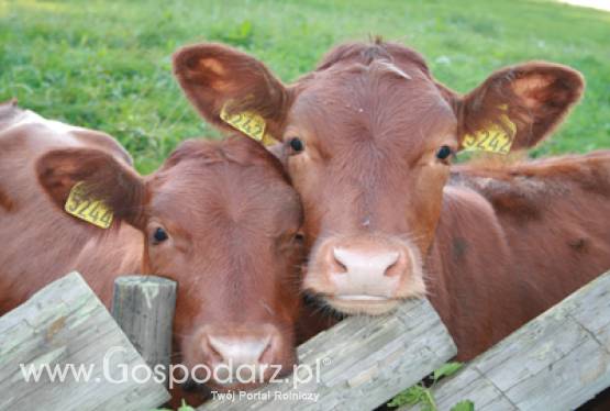 Tylko do 30 września br. ARiMR przyjmuje wnioski od firm które chcą otrzymać pieniądze za utylizację padłych zwierząt gospodarskich w 2012 r.