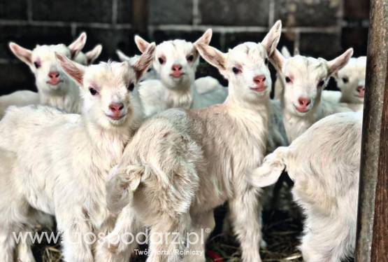 Koźlęta miesięczne