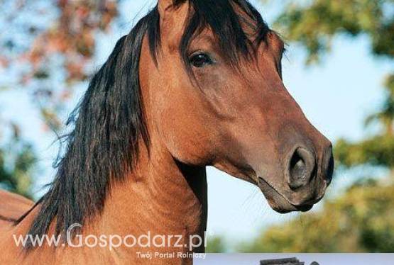 Wysłodki buraczane niemelasowane 25kg tanio idealne dla koni