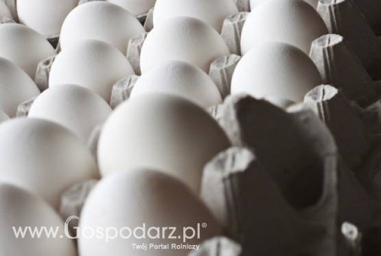 Komunikat Głównego Lekarza Weterynarii w sprawie suszu jajecznego