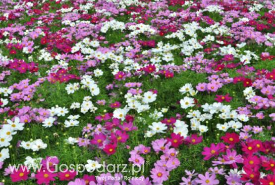 Rozporządzenie dot. środków ochrony roślin