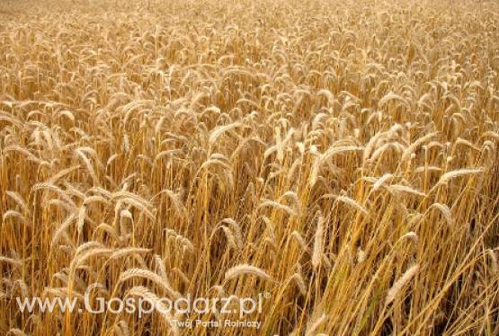 Zniosą czy nie zniosą to embargo?