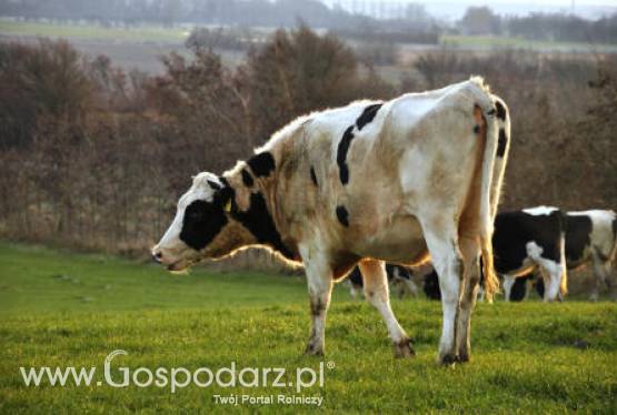 Wzrósł wolumen eksportowanych przetworów mlecznych