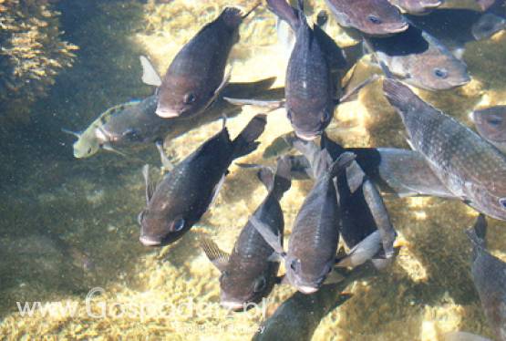 Priorytety polskiej prezydencji w dziedzinie rybołówstwa