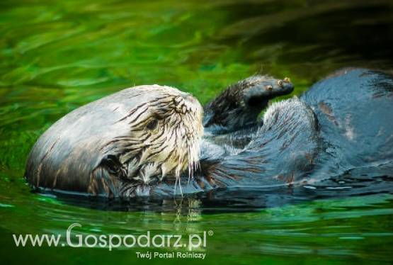 Odszkodowania za straty wywołane przez bobry