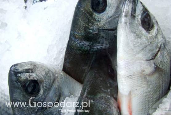 Przeterminowane rybne mrożonki