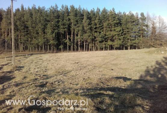 Sprzedam działkę rolną na suwalszczyźnie z mozliwoscią budowy siedliska.